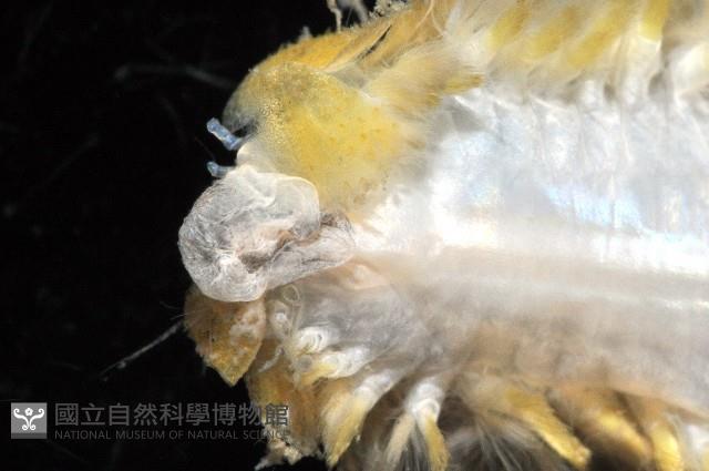 粗糙雙指鱗蟲藏品圖，第4張