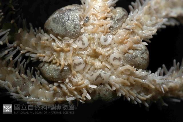 細櫛蛇尾藏品圖，第4張