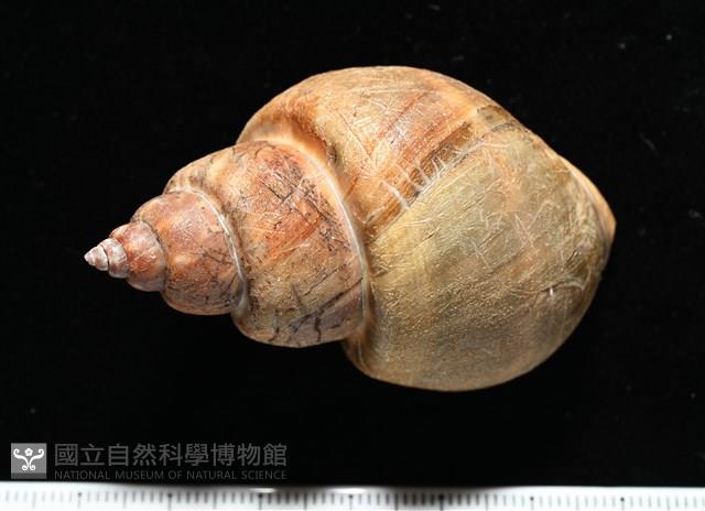 波部鳳螺藏品圖，第4張