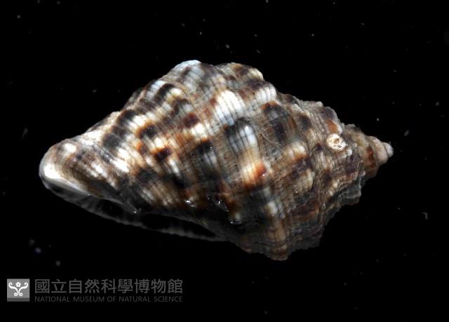 蚵岩螺藏品圖，第4張