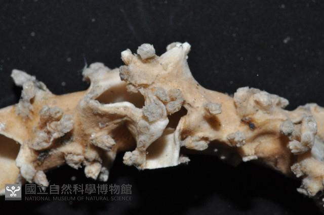 未知種莖管珊瑚藏品圖，第4張