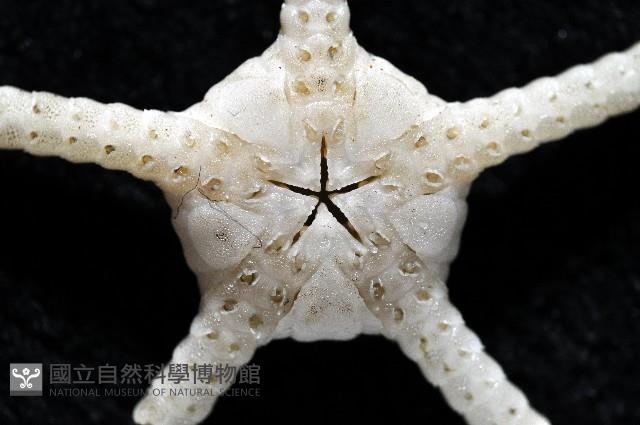深海粗蛇尾藏品圖，第4張