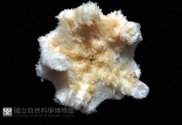刺斑星叢蛇尾藏品圖，第4張