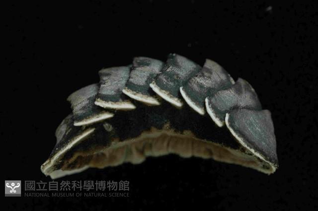 未知種深海石鱉藏品圖，第4張