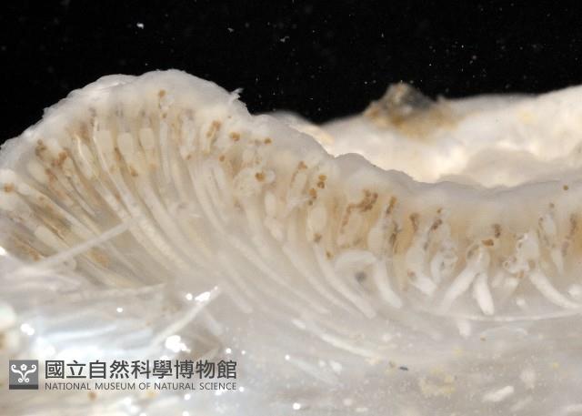未知種短腹海鞘藏品圖，第4張
