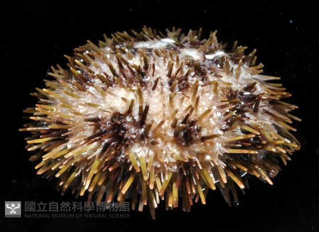 斑蘑海膽藏品圖，第4張