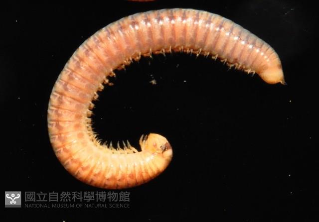 未知種姬馬陸藏品圖，第4張