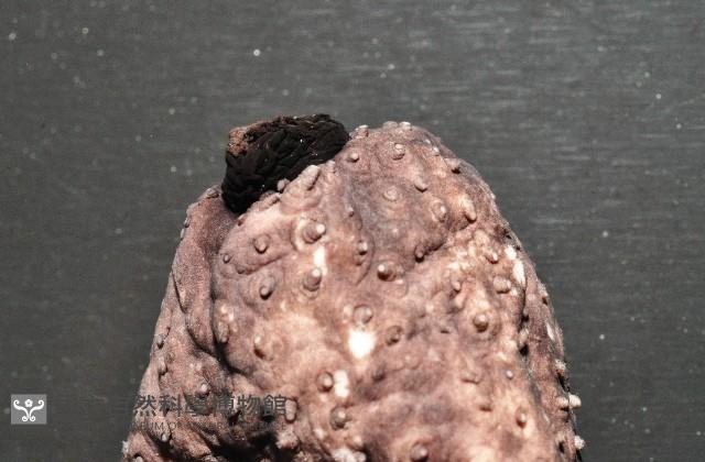 黑囊皮參藏品圖，第4張