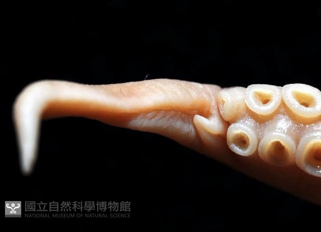 未知種蛸 TW 7藏品圖，第4張