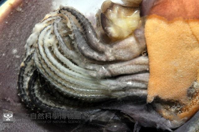 茗荷藏品圖，第4張