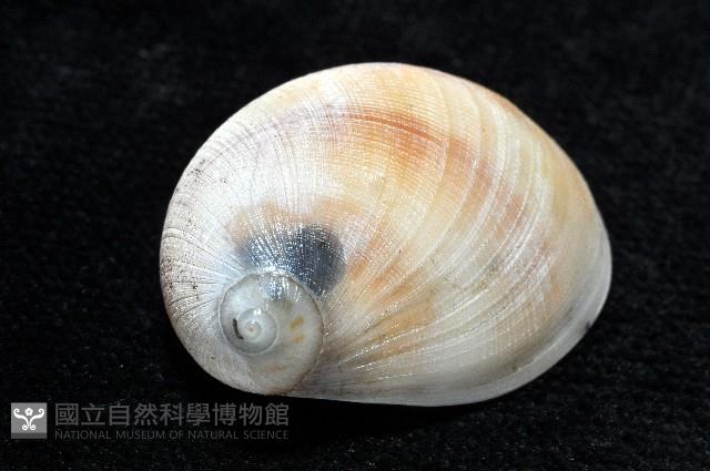 褐帶玉螺藏品圖，第4張