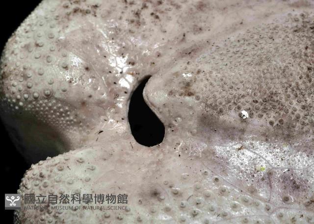 心形緣帶海膽藏品圖，第4張
