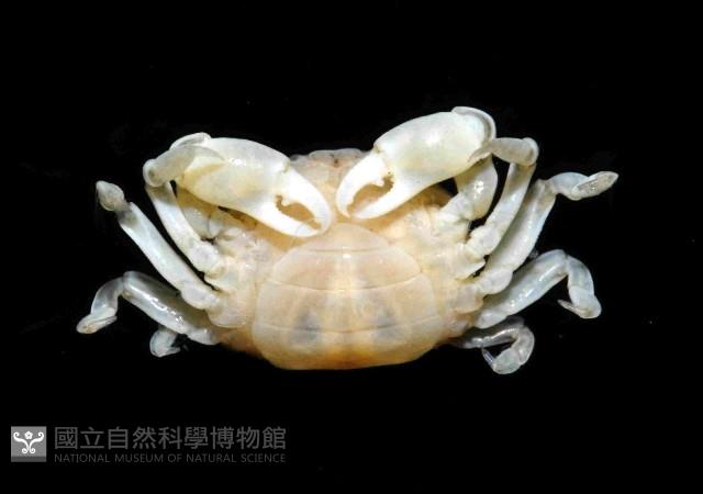 雙齒豆蟹藏品圖，第4張