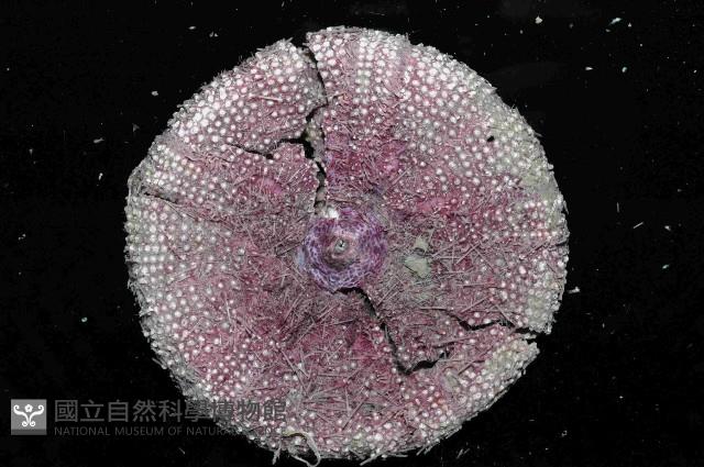 藍紫小肛海膽藏品圖，第4張