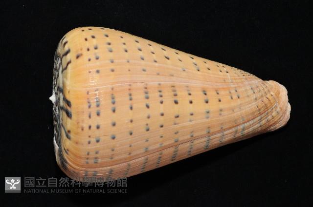 別緻芋螺藏品圖，第4張
