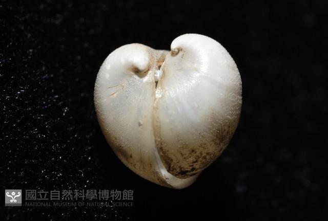 砂紙砂蛤藏品圖，第4張