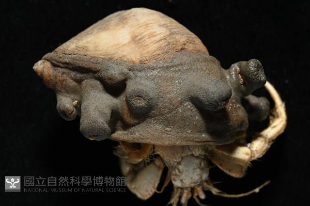 寄居蟹鞘群海葵藏品圖，第4張