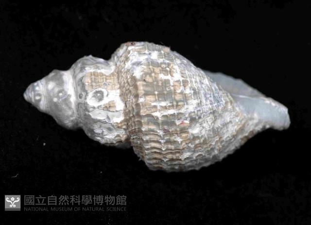 深海捲管螺之一種藏品圖，第4張
