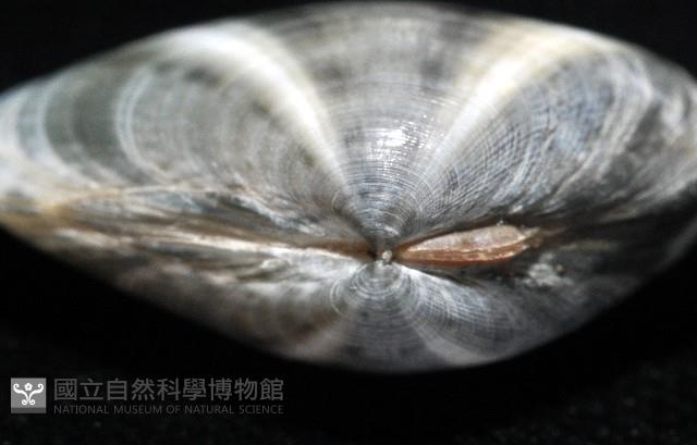 花蛤藏品圖，第4張
