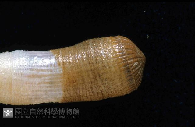 斯氏盾管星蟲藏品圖，第4張