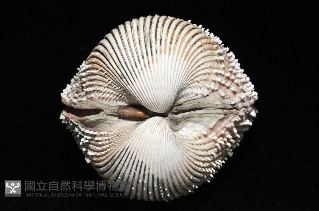 多刺鳥尾蛤藏品圖，第4張