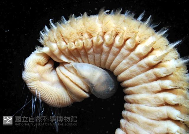 扁猶帝蟲藏品圖，第4張