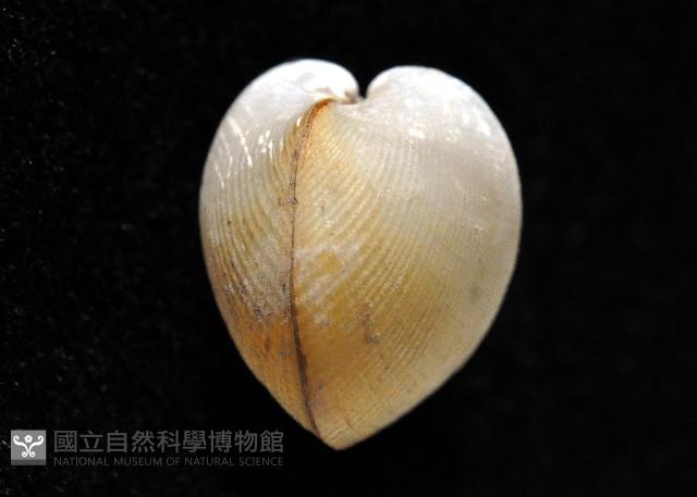 寶島杓蛤藏品圖，第4張