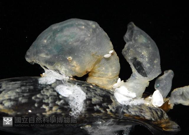 日本異茗荷藏品圖，第4張
