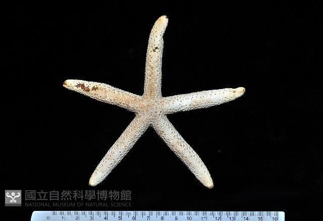 藍指海星藏品圖，第4張