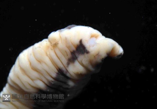 曙光無溝紐蟲藏品圖，第4張