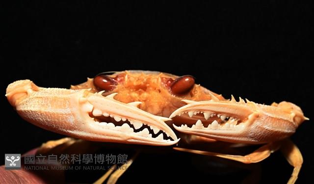 虹色圓趾蟹藏品圖，第4張