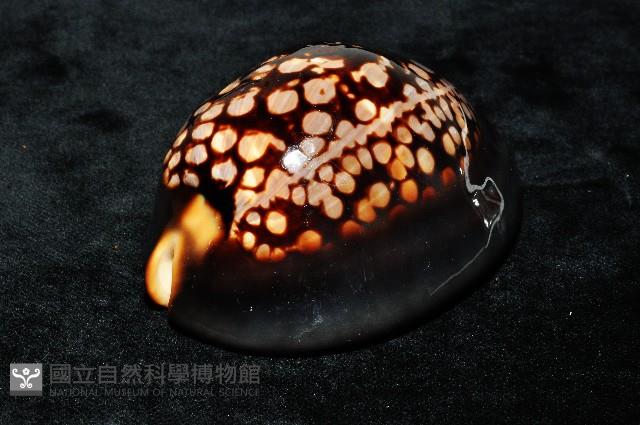 龜甲寶螺藏品圖，第4張