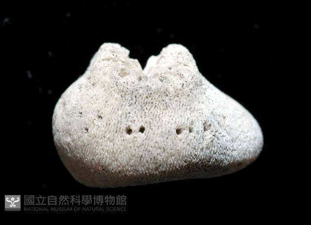 螺形歧異沙珊瑚藏品圖，第4張