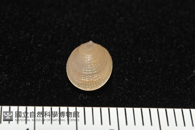 梳齒笠螺之一種藏品圖，第4張