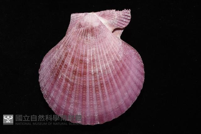 高貴海扇蛤藏品圖，第4張