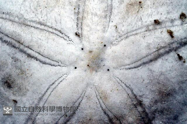 雷氏餅海膽藏品圖，第4張