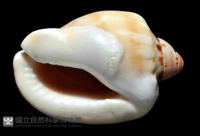 斑點小鬘螺藏品圖，第4張