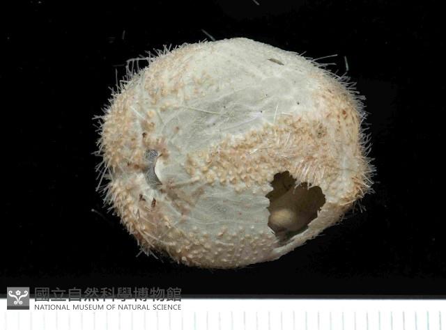 未知種高星海膽藏品圖，第4張