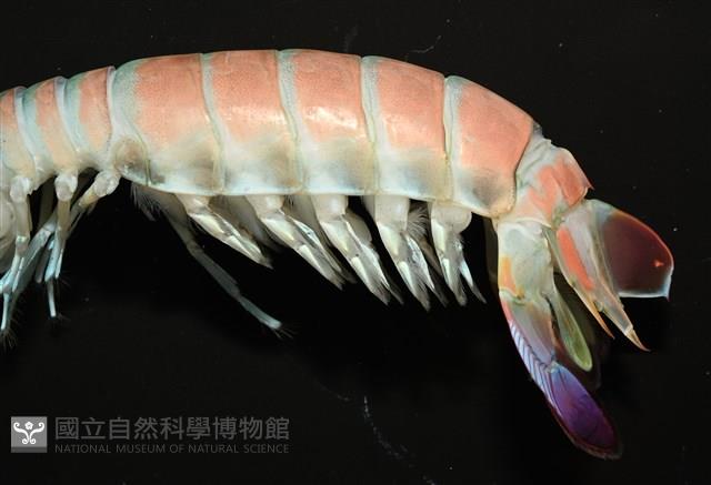 脊尾齒指蝦蛄藏品圖，第4張