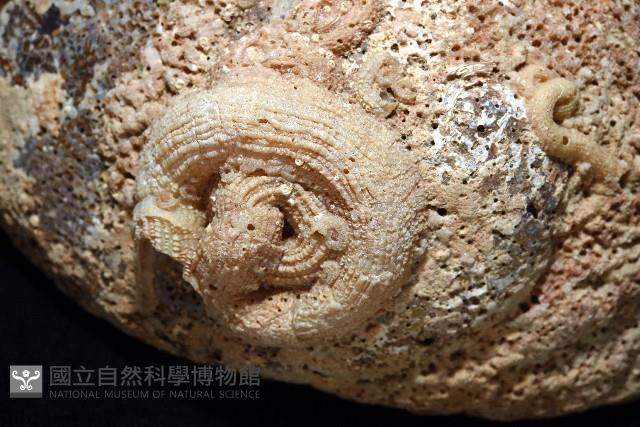 孔雀鮑螺藏品圖，第4張