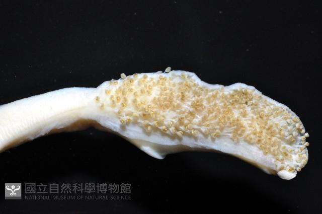 佐佐木烏賊藏品圖，第4張