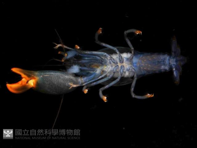 狄氏擬槍蝦藏品圖，第4張