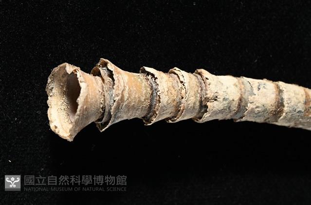 未知種瓣形纓腕蟲藏品圖，第4張