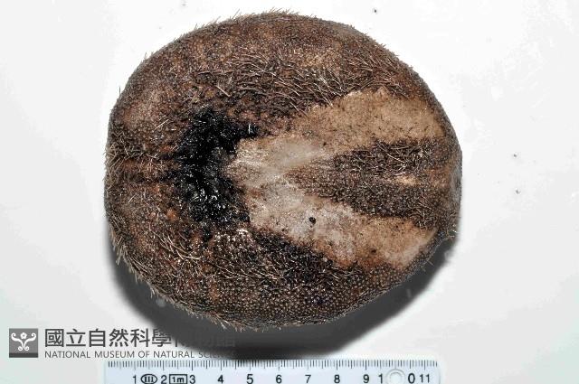 易碎脆心形海膽藏品圖，第4張
