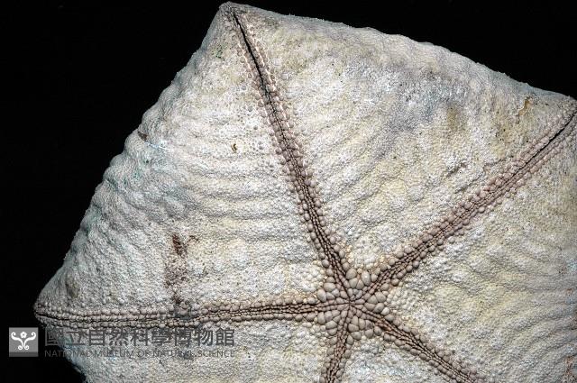 麵包海星(饅頭海星)藏品圖，第4張