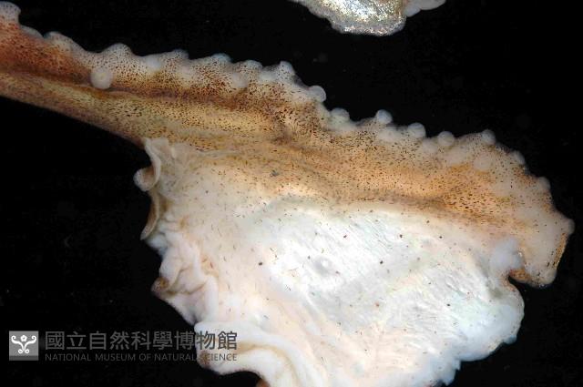 扁船蛸藏品圖，第4張