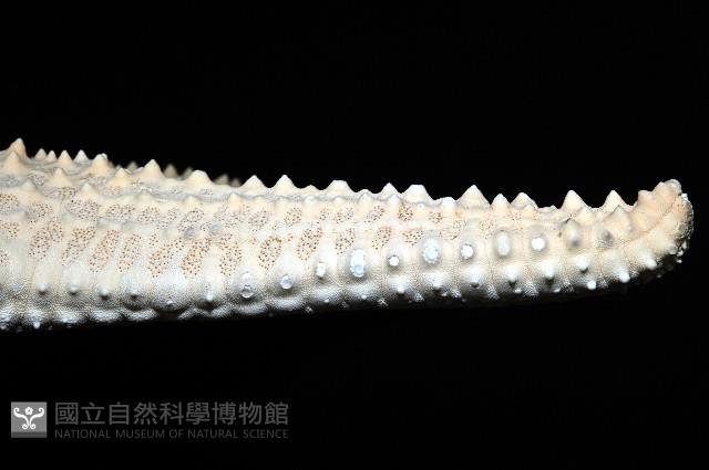 棘疣海星藏品圖，第4張