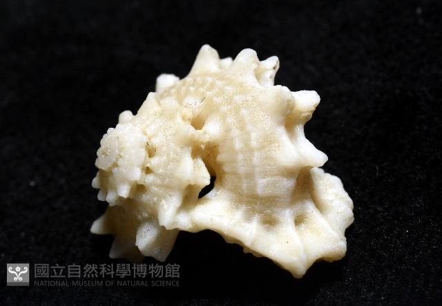 潮境花冠螺藏品圖，第4張