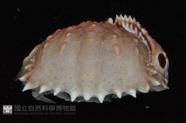 逍遙饅頭蟹藏品圖，第4張