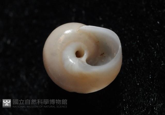 月華蠑螺藏品圖，第4張